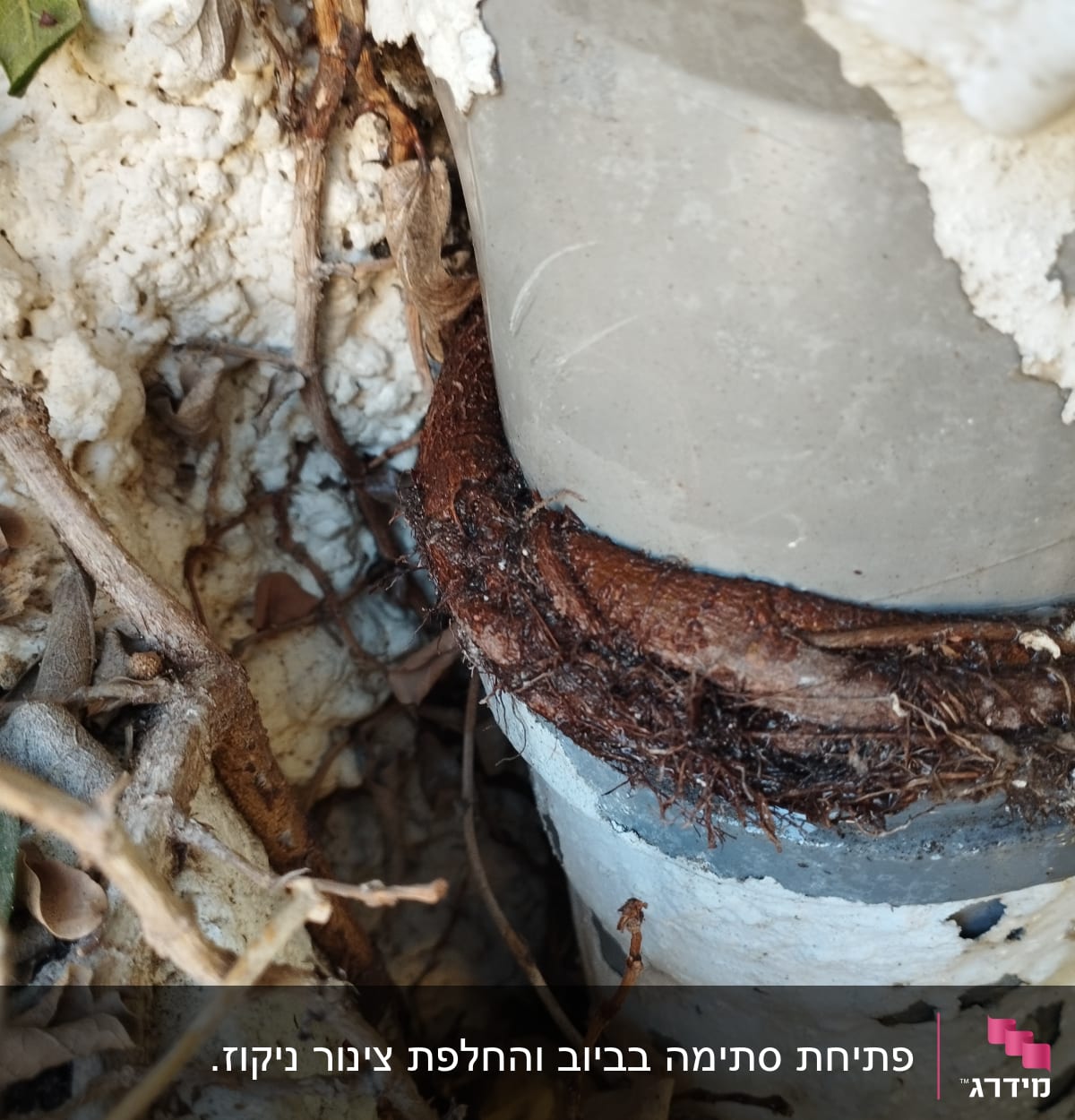 צינור עם שורשים כרוכים סביבו